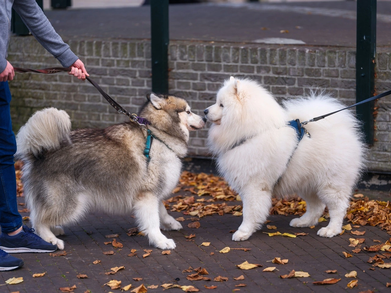 Hundesnore: Vigtigheden af at vælge den rigtige snor til din hund